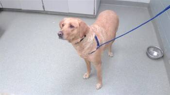 BAILEY -  Labrador Retriever and Mixed Breed Dog for Adoption in Omaha, Nebraska - BAILEY | PetCurious
