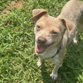 Caleb -  Chihuahua Dog for Adoption in Blair, Wisconsin - Caleb | PetCurious