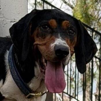 Treeing Walker Coonhound Dogs Available for Adoption in Milledgeville, Georgia - Nora Jean | PetCurious