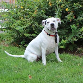 Mama Mia -  Mixed Breed Dog for Adoption in Port Washington, New York - Mama Mia | PetCurious