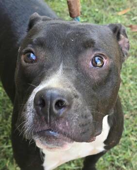 Rescue Pit Bull Terrier Dogs for Adoption in Newport, Tennessee - Tux | PetCurious