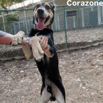 Corazone -  Shepherd Dog for Adoption in Little Rock, Arkansas - Corazone | PetCurious