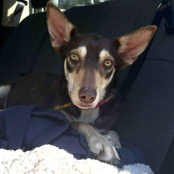 Australian Kelpie Dogs Available for Adoption - Cassie | PetCurious