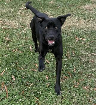 Rescue Black Labrador Retriever Dogs for Adoption in Hillsborough, North Carolina - Broozer | PetCurious