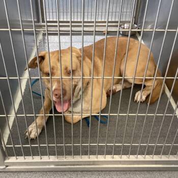Labrador Retriever Dogs Available for Adoption in Montgomery, Alabama - Colonel | PetCurious