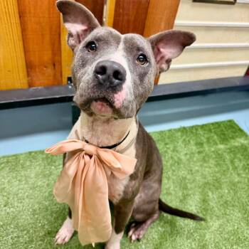 Kiley -  American Staffordshire Terrier Dog for Adoption in Pittsburgh, Pennsylvania - Kiley | PetCurious