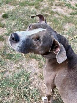Rescue American Staffordshire Terrier Dogs for Adoption in Indianapolis, Indiana - RICCO | PetCurious