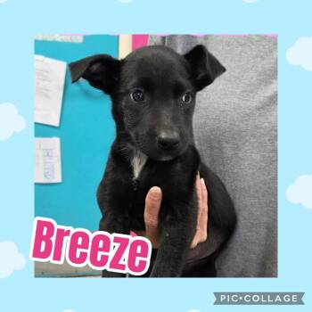 Breeze -  Labrador Retriever Dog for Adoption in Ringwood, New Jersey - Breeze | PetCurious