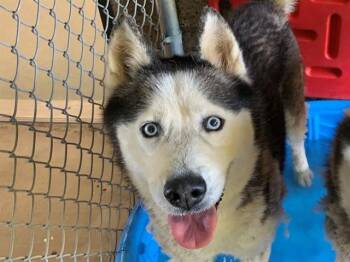 GORDO -  Siberian Husky Dog for Adoption in Moreno Valley, California - GORDO | PetCurious