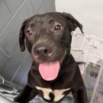 Lazer -  Mixed Breed and Black Labrador Retriever Dog for Adoption in Blairsville, Georgia - Lazer | PetCurious