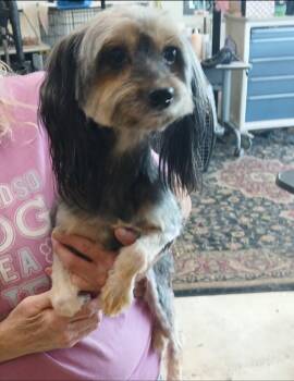 Luna -  Yorkshire Terrier and Schnauzer Dog for Adoption in Thompson Falls, Montana - Luna | PetCurious