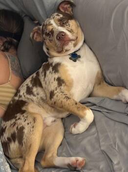 French Bulldog and American Staffordshire Terrier Dogs Available for Adoption - Ollie | PetCurious