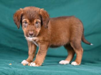 Kate Tafferty -  Beagle Dog for Adoption in Newport, Kentucky - Kate Tafferty | PetCurious