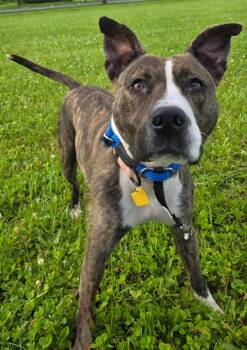 Terrier and Pit Bull Terrier Dogs Available for Adoption in Sandusky, Ohio - MARGOT | PetCurious