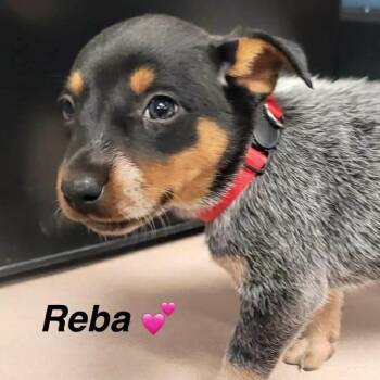 Reba -  Australian Cattle Dog Blue Heeler Dog for Adoption in Richmond, Virginia - Reba | PetCurious