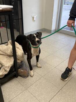 26-0596D -  Pit Bull Terrier Dog for Adoption in Sorrento, Louisiana - 26-0596D | PetCurious