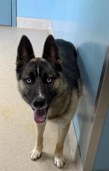 German Shepherd Dog and Mixed Breed Dogs Available for Adoption in Newton, North Carolina - KAISER | PetCurious