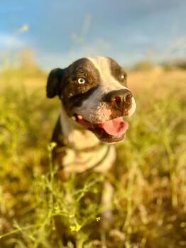 Pit Bull Terrier Dogs Available for Adoption - Princess  | PetCurious