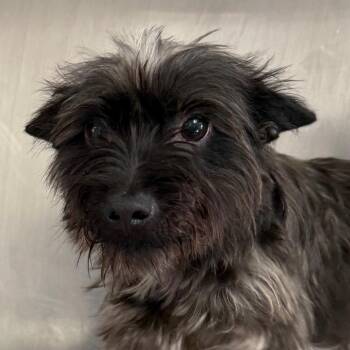 Skye Terrier Dogs Available for Adoption in Mount Vernon, Arkansas - Otter | PetCurious
