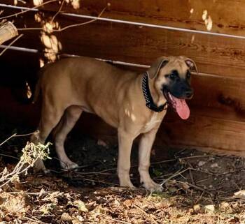 Cathy -  Mastiff Dog for Adoption in Colorado Springs, Colorado - Cathy | PetCurious