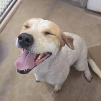 Que -  Cattle Dog and Mixed Breed Dog for Adoption in Murray, Utah - Que | PetCurious