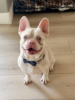 Ocean -  French Bulldog Dog for Adoption in Las Vegas, Nevada - Ocean | PetCurious