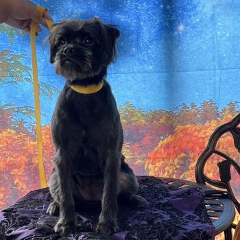 Rescue Miniature Schnauzer and Pug Dogs for Adoption in Tustin, California - Penny Could Be Your Lucky Charm! | PetCurious