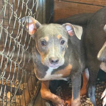Emma -  Pit Bull Terrier Dog for Adoption in Anahuac, Texas - Emma | PetCurious