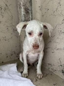Tofu -  Terrier and Mixed Breed Dog for Adoption in Honolulu, Hawaii - Tofu | PetCurious