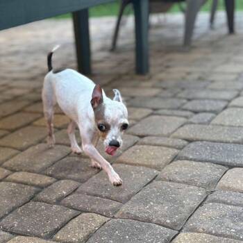 Tula *Arriving 10/10* D12642 -  Miniature Pinscher and Chihuahua Dog for Adoption - Tula *Arriving 10/10* D12642 | PetCurious