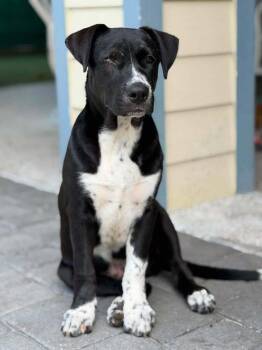Kangaroo -  Labrador Retriever and Husky Dog for Adoption in Elmsford, New York - Kangaroo | PetCurious