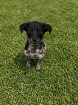 Allison -  Australian Cattle Dog Blue Heeler Dog Available for Adoption in Colorado Springs, Colorado - Allison | PetCurious