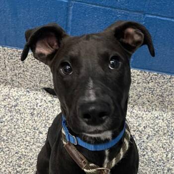 Labrador Retriever and American Staffordshire Terrier Dogs Available for Adoption in Golden, Colorado - Nemo | PetCurious