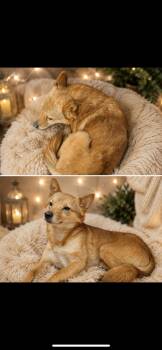 Shiba Inu and Pomeranian Dogs Available for Adoption in New Haven, Connecticut - Cadence | PetCurious