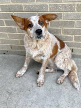 ARROW -  Australian Cattle Dog Blue Heeler and Mixed Breed Dog for Adoption in Dallas, Texas - ARROW | PetCurious
