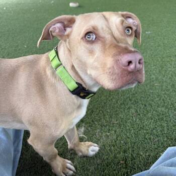 Croissant -  Pit Bull Terrier Dog Available for Adoption in Eatontown, New Jersey - Croissant | PetCurious