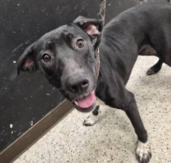 Bizkit -  Labrador Retriever and Mixed Breed Dog for Adoption in Saint Clairsville, Ohio - Bizkit | PetCurious