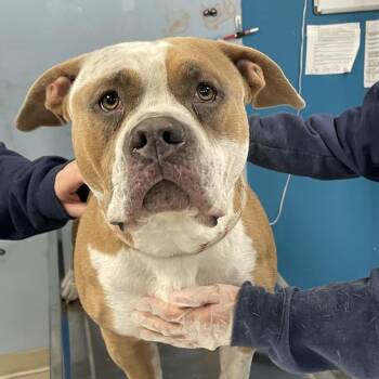 Mixed Breed Dogs Available for Adoption - Sunoco (In Foster) | PetCurious