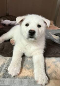 Chesney -  Shepherd and Husky Dog for Adoption in Calgary, Alberta - Chesney | PetCurious