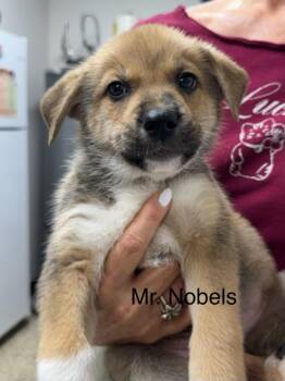 Mr. Nobbles -  American Staffordshire Terrier and Husky Dog for Adoption in St. George, Utah - Mr. Nobbles | PetCurious