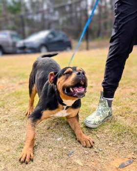 Bear (Blendah) -  Mixed Breed Dog Available for Adoption in Douglasville, Georgia - Bear (Blendah) | PetCurious
