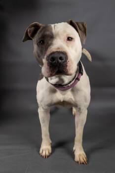 Bounce (Izzy) -  Pit Bull Terrier Dog for Adoption in Brownwood, Texas - Bounce (Izzy) | PetCurious