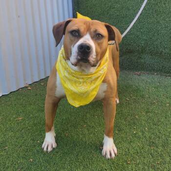 Black Mouth Cur Dogs Available for Adoption in Oak Point, Texas - Mazi | PetCurious