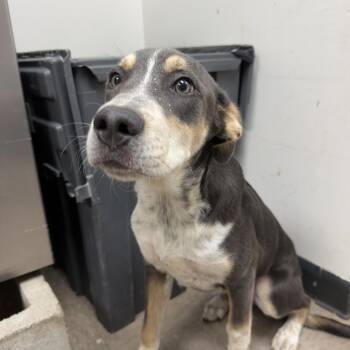 Cornwall -  Pit Bull Terrier and Mixed Breed Dog for Adoption in Birmingham, Alabama - Cornwall | PetCurious