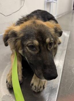Howdy -  German Shepherd Dog and Mixed Breed Dog for Adoption in Fresno, California - Howdy | PetCurious