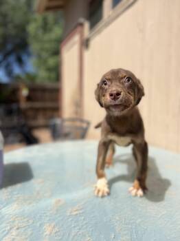 Sebastian -  Chihuahua Dog Available for Adoption in Fort Collins, Colorado - Sebastian | PetCurious