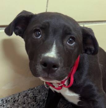 Labrador Retriever Dogs Available for Adoption - Lolly (AO36142)  | PetCurious