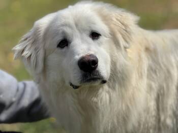 Great Pyrenees Dogs Available for Adoption - Charlotte  | PetCurious