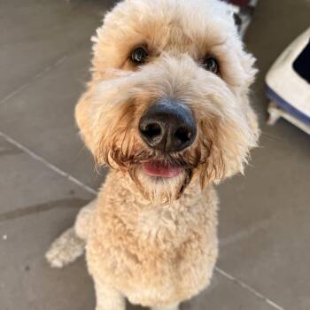 Scottie -  Goldendoodle Dog for Adoption in Pacific, Missouri - Scottie | PetCurious