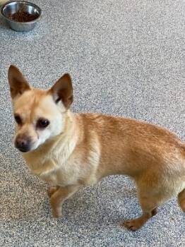 Rescue Chihuahua Dogs for Adoption in Bartlesville, Oklahoma - Taffy | PetCurious